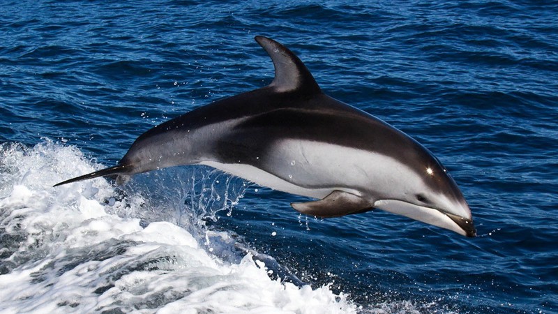 В Тайланде умер черный дельфин, проглотивший 80 пакетов