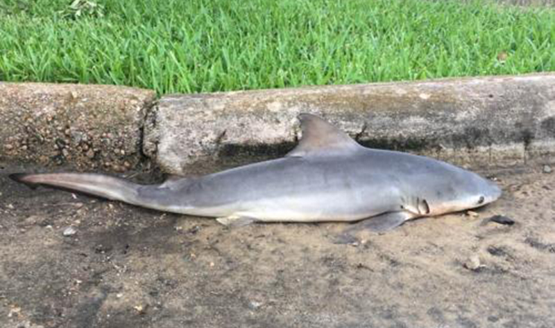 Феномен или чья-то шутка: жители Техаса озадачены найденной акулой на обочине дороги
