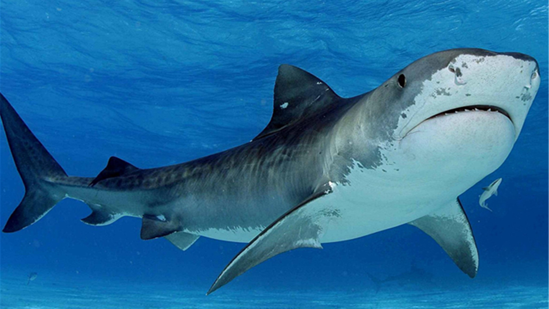 У бухты Эс-Фреус на Ибице обнаружили тело акулы