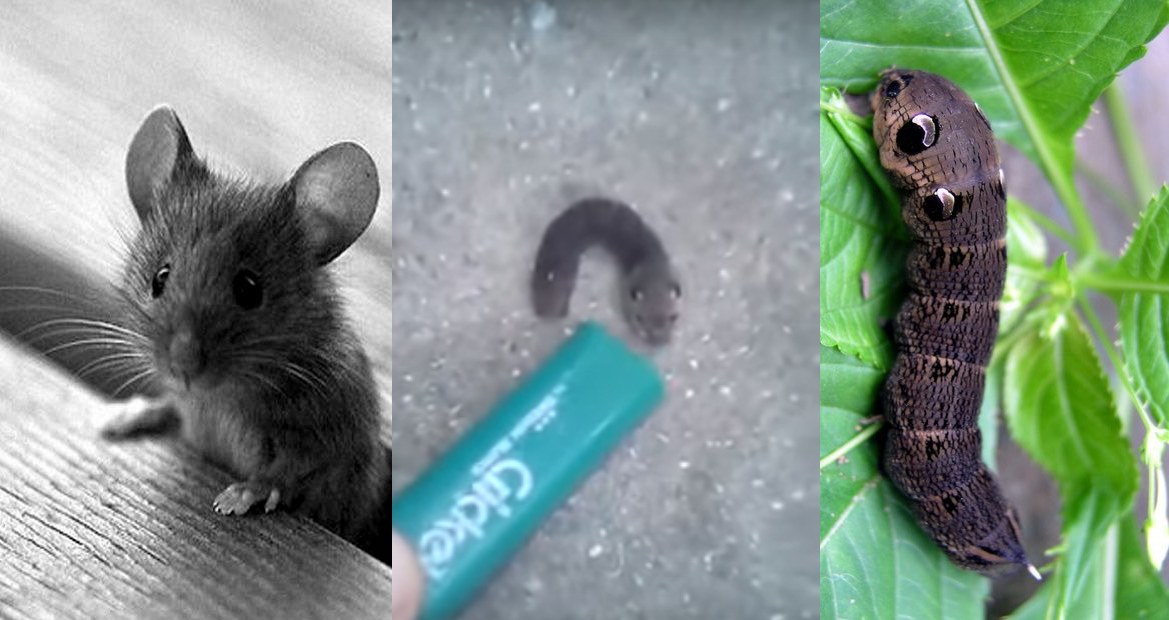 Пришелец или мутант: в Сети активно обсуждают заснятую в Одессе гусеницу с головой мыши (видео)