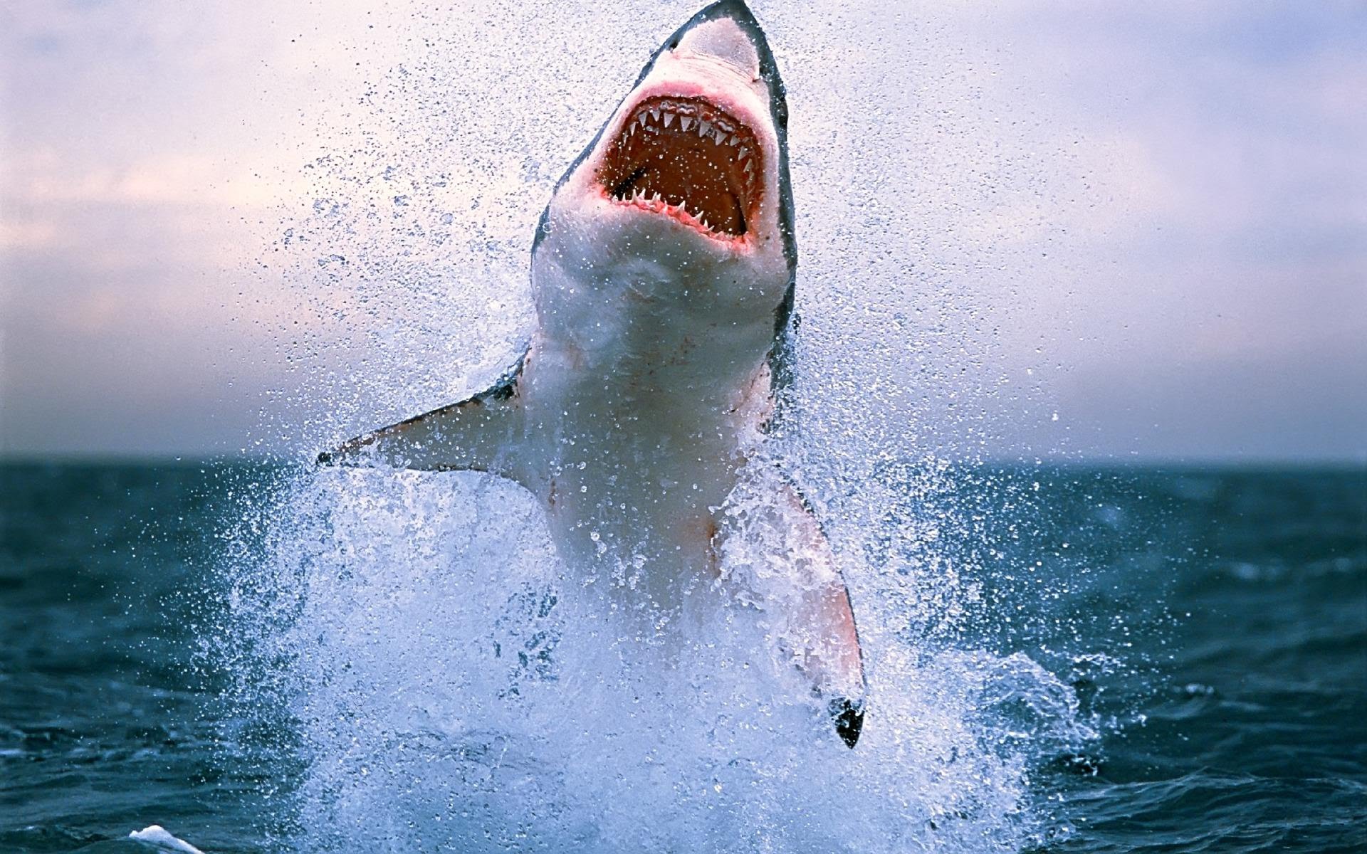 Рыбак из Нью-Джерси случайно поймал большую белую акулу