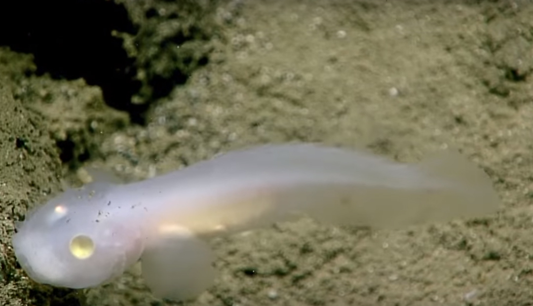 На дне Марианской впадины засняли жуткую рыбу-призрака (видео)