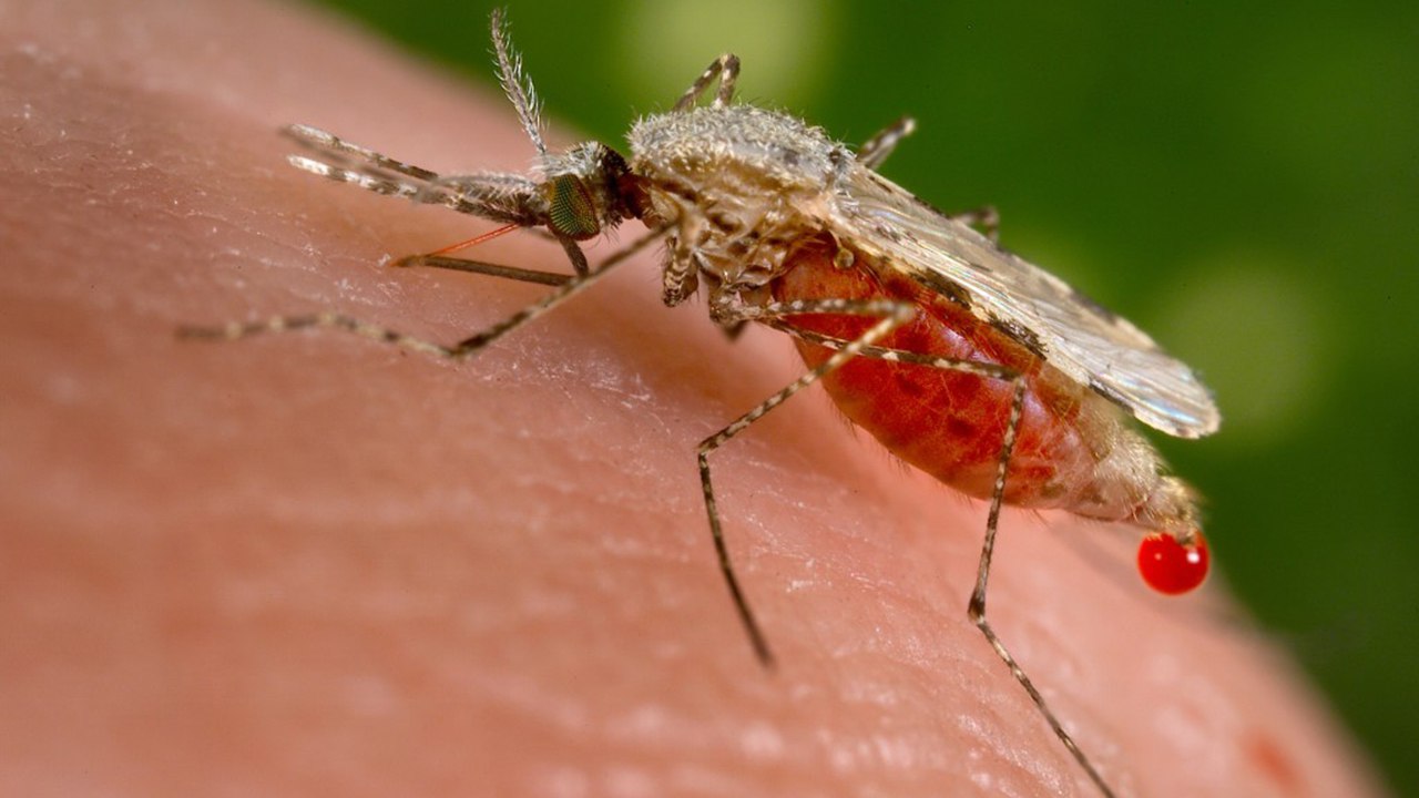 В Великобритании появились комары, которые переносят лихорадку Западного Нила