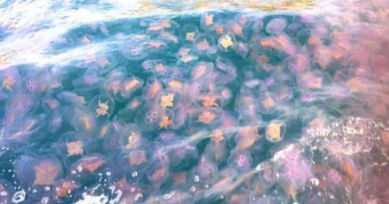 Побережье Великобритании превратилось в разноцветное полотно из полчища медуз