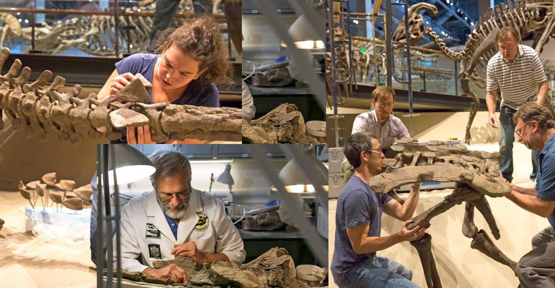 В США обнаружили останки бронированного динозавра