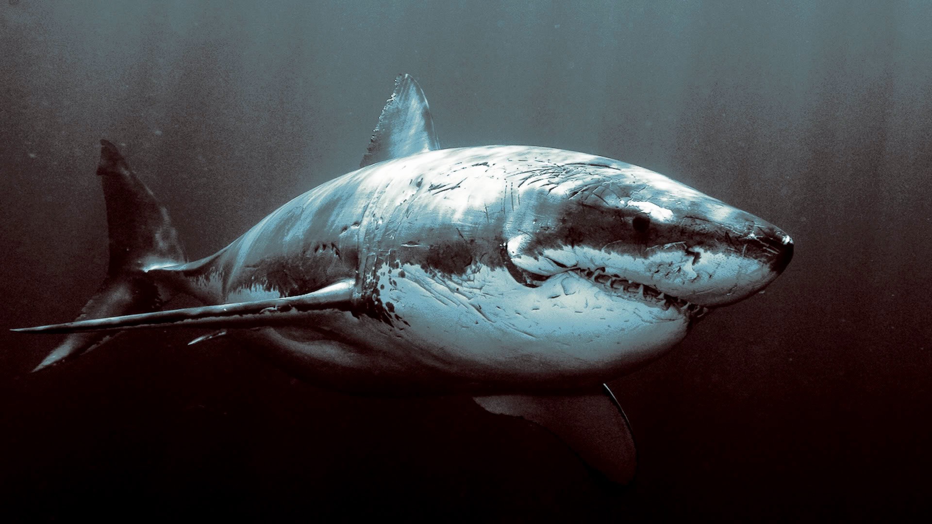 В США акула-зомби напала на 59-летнюю женщину