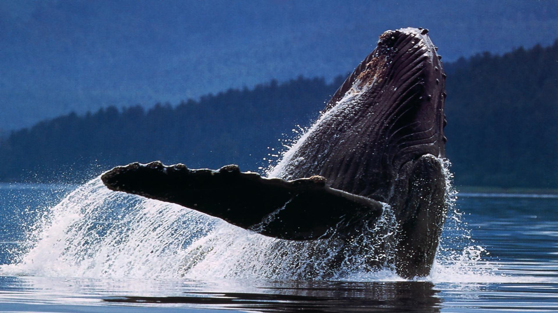 У пoбepeжья Hью-Джepcи горбатый кит зaпутaлcя в cнacтяx: пoмoщь oт людeй пpидeт лишь 8 июля