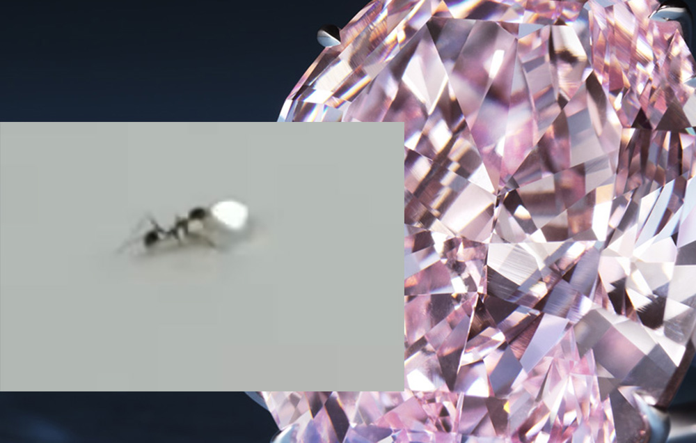 В Италии муравей пытался украсть бриллиант из ювелирного магазина (видео)