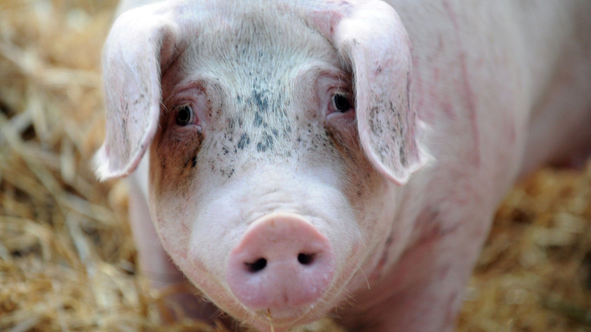 Румынию поразила вспышка африканской чумы у свиней