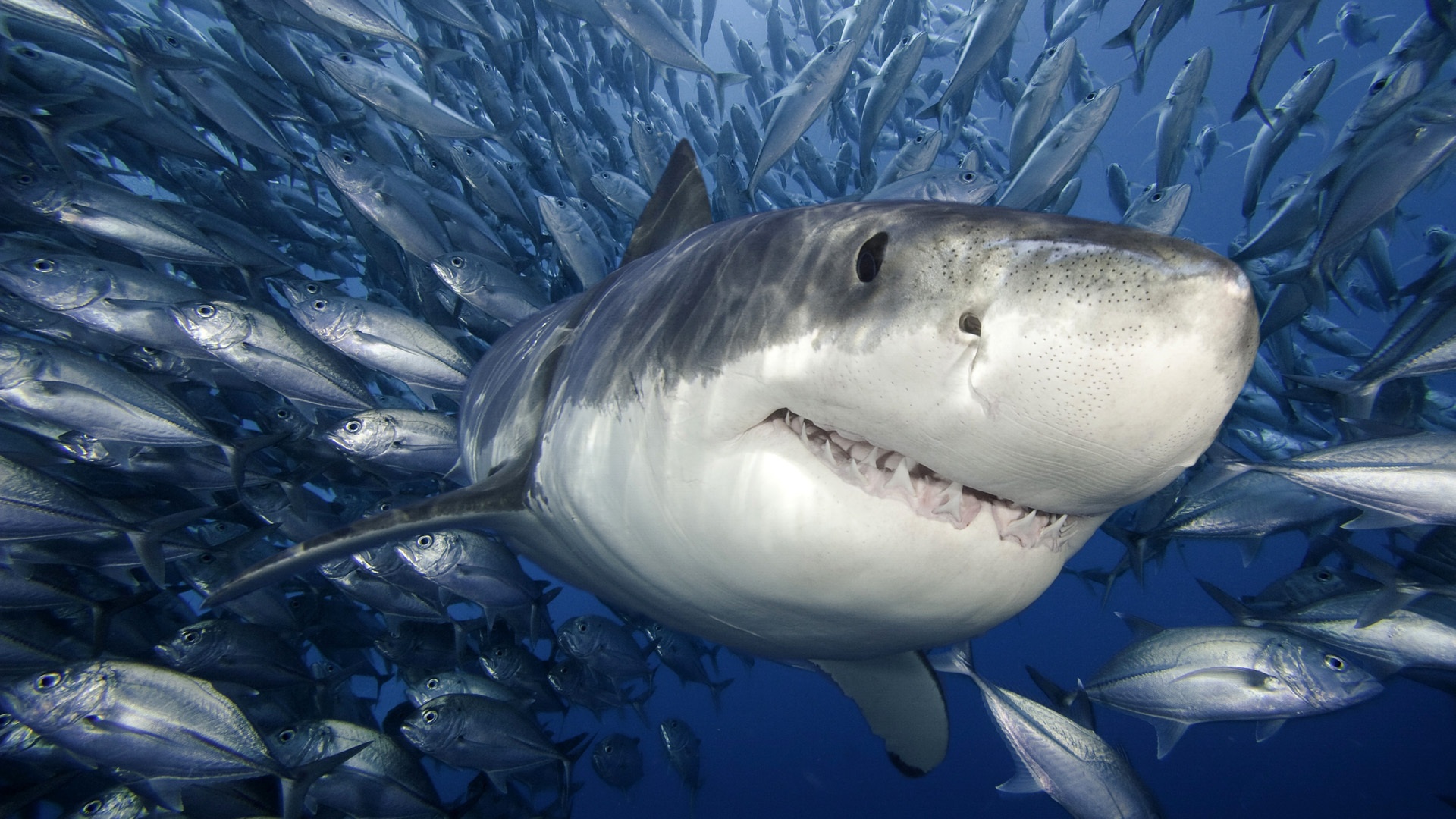 "Искусала только ласты": двухметровая акула напала на подводного охотника в Приморье