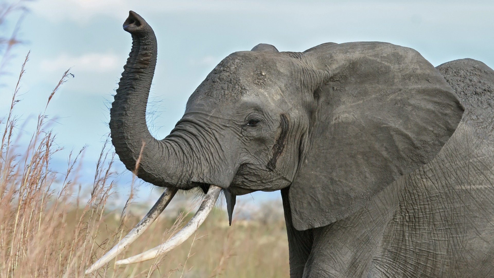 В Ботсване браконьеры убили 87 слонов