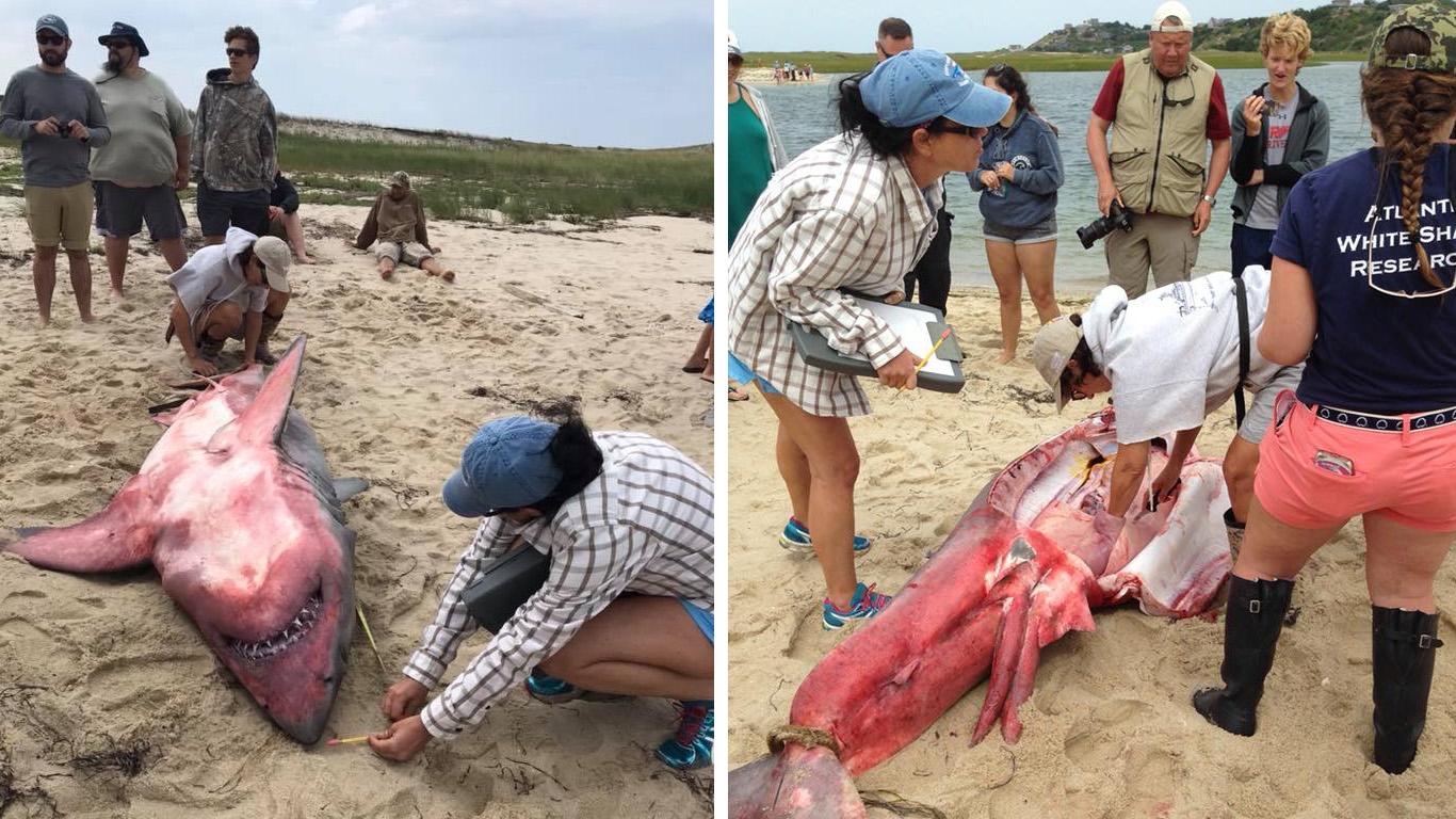 В США на берегу обнаружили красную акулу со свинцовыми гирями в желудке