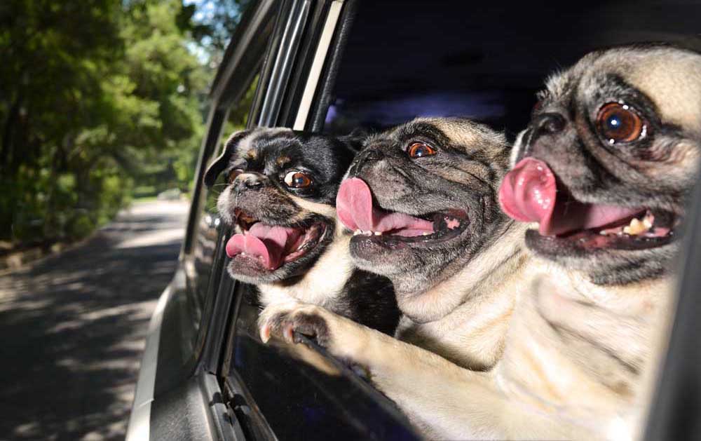 Ученые объяснили, почему собаки любят высовывать голову из окон автомобилей