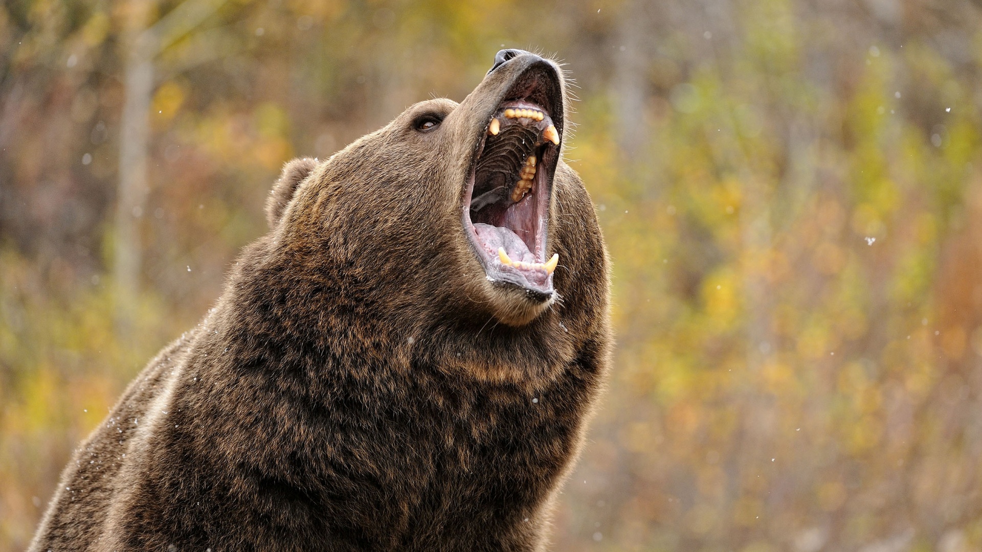 В Йеллоустоунском национальном парке США медведица гризли напала на ребенка