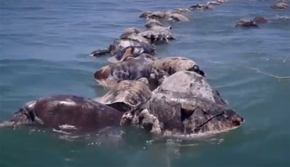 У берегов Мексики обнаружили тела 300 редких оливковых черепах (видео)