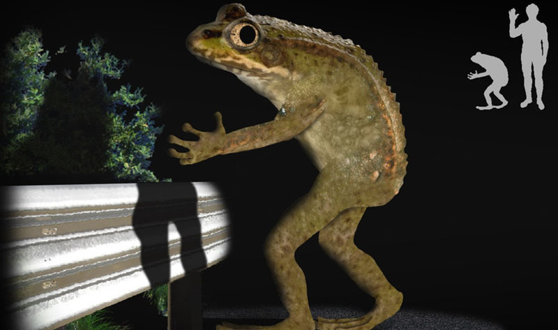 В Огайо с 1955 года видят огромных прямоходящих жаб