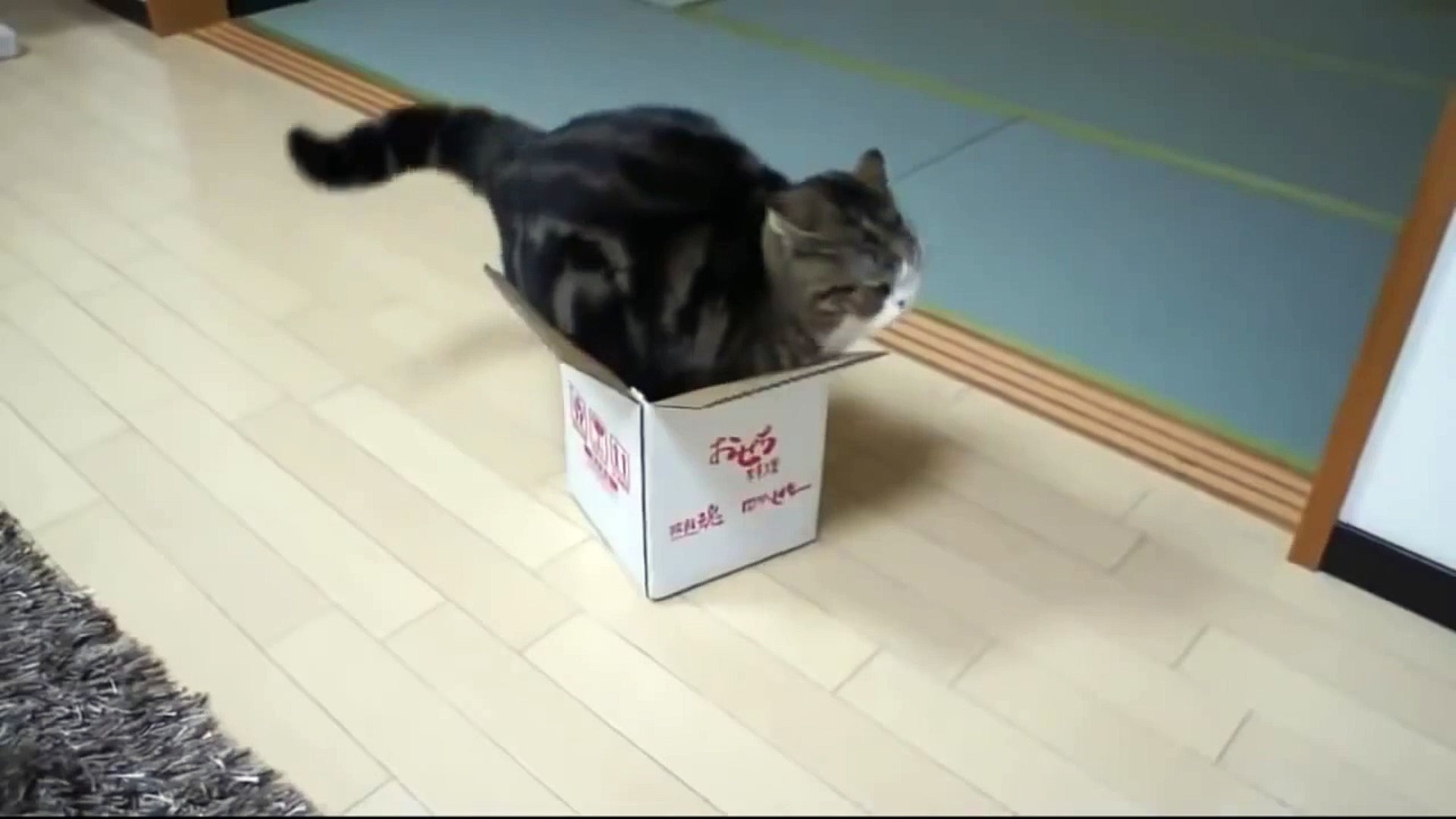 Ученые объяснили, почему коты так любят коробки