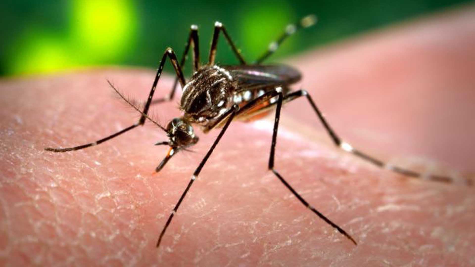 В Нью-Йорке комары продолжают разность вирус лихорадки Западного Нила