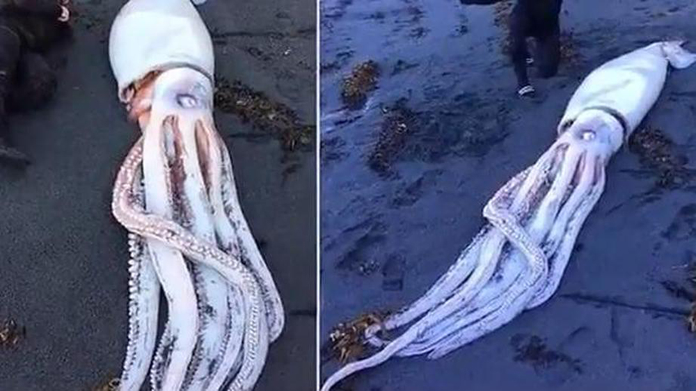 На побережье Новой Зеландии обнаружили гигантского кальмара