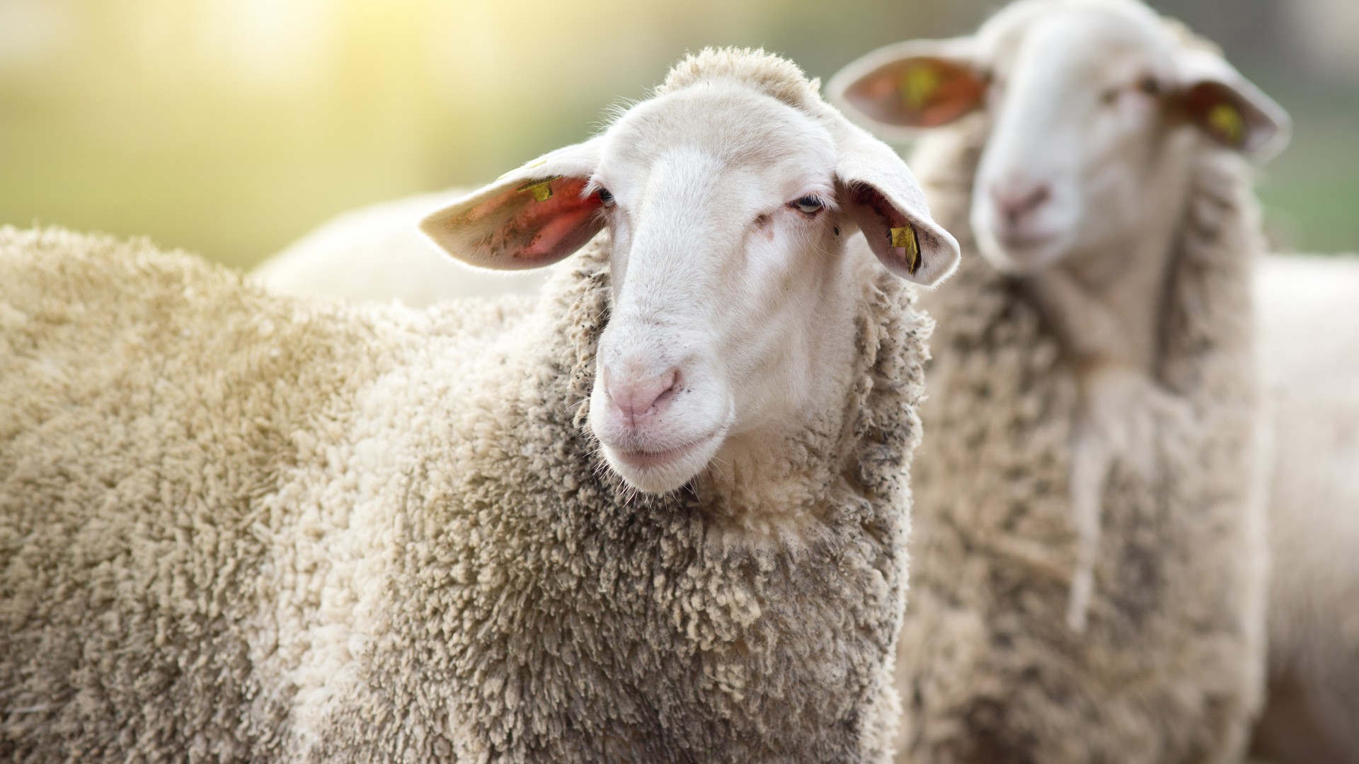 Уже несколько лет чупакабра или другой неизвестный хищник нападает на коз и овец в Индии
