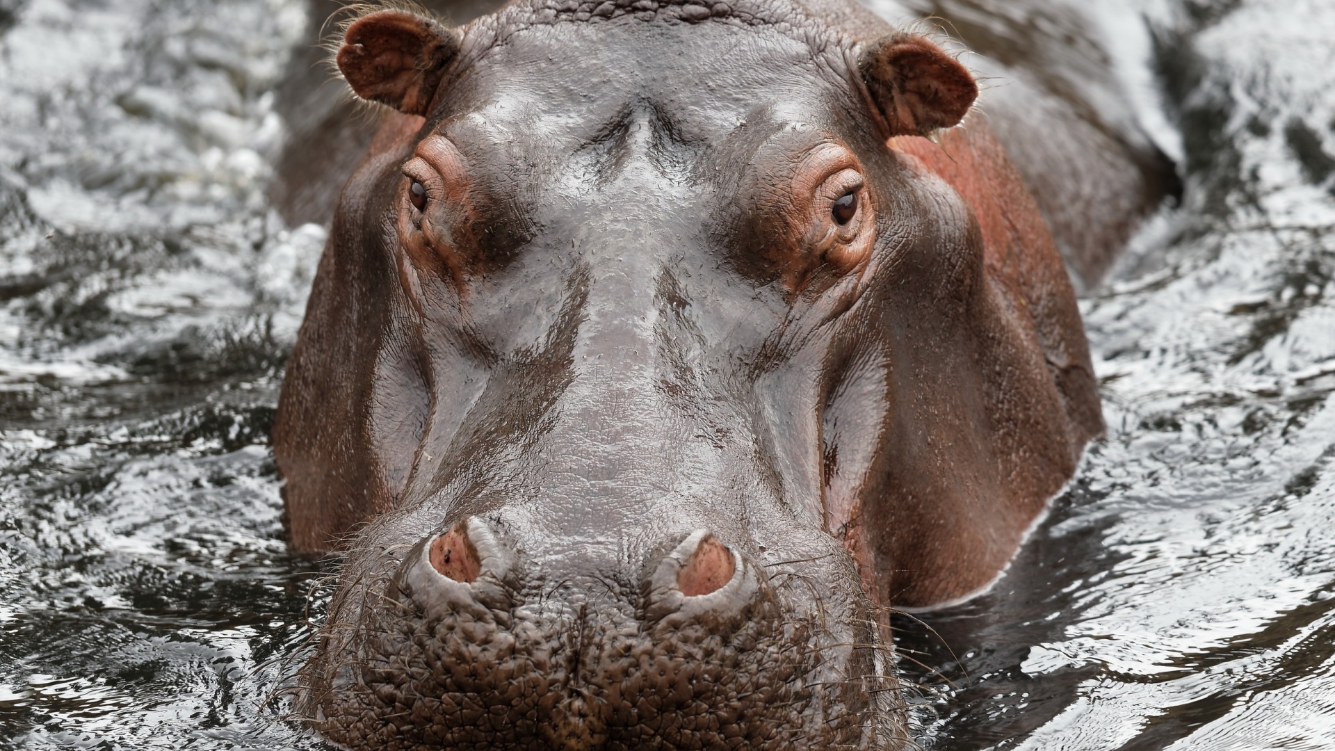 "Хотел сфотографировать животное": в Кении от укуса бегемота погиб турист
