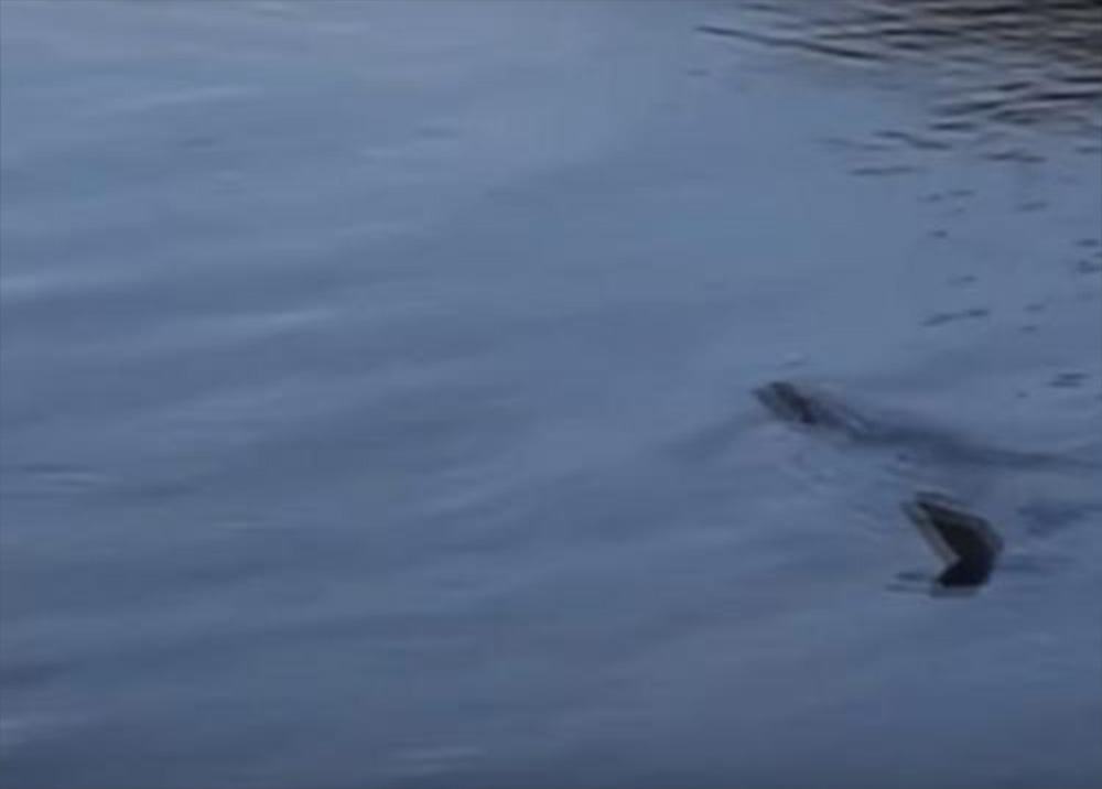 Житель Британии заснял водяного монстра, похожего на Лох-несское чудовище