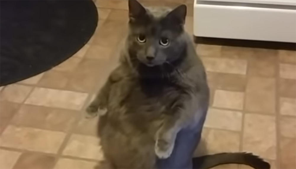 В Сети восхищаются толстым котом, который стоит на задних лапах