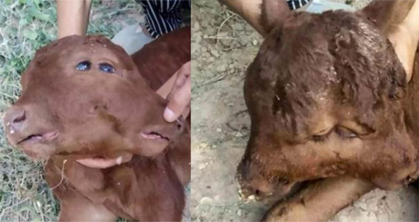 В Китае родился теленок с двумя головами