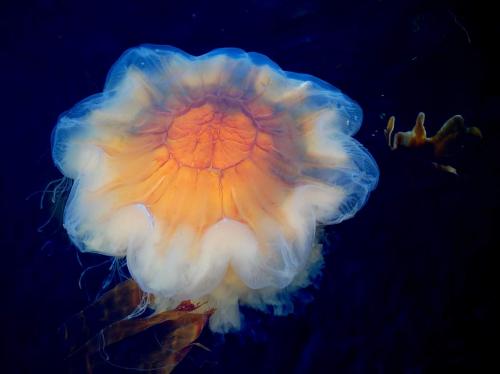 В Новой Зеландии на берег выбросило гигантскую медузу похожую на "вулкан"