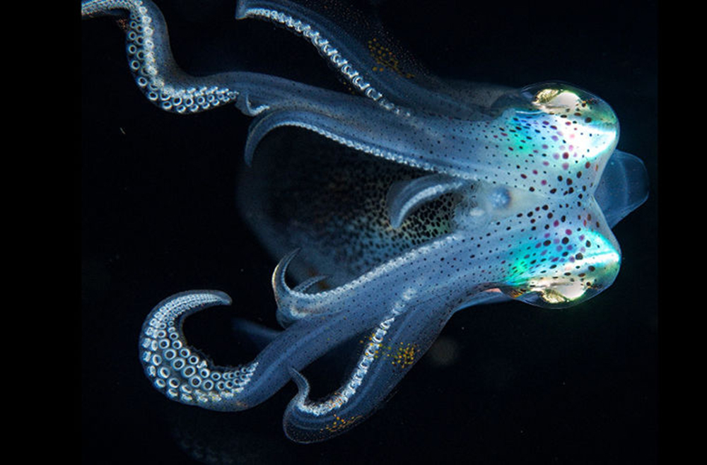 Уникальные фото детеныша осьминога очаровывают своей красотой