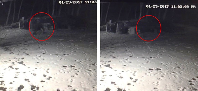Установленная видеокамера показала, что собака ночью лаяла на какую-то сущность