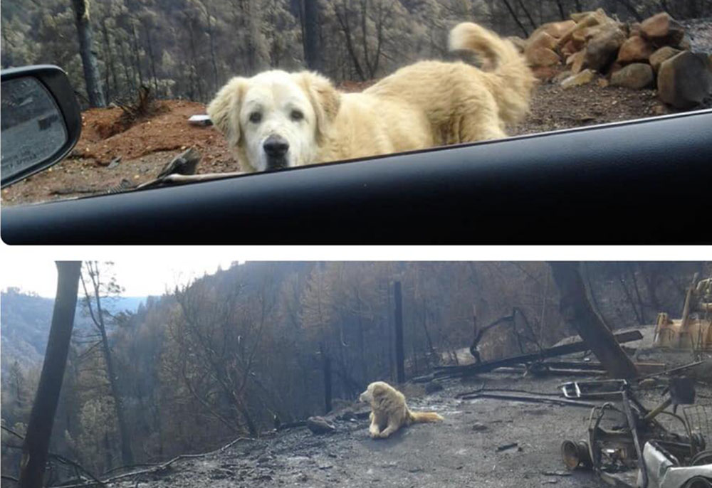 Выживший в калифорнийском пожаре пес месяц прождал своих хозяев у сгоревшего дома