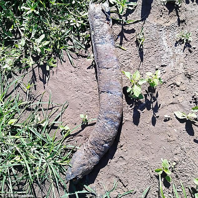 В Аргентине найдены останки страшного существа с человеческими зубами (фото)