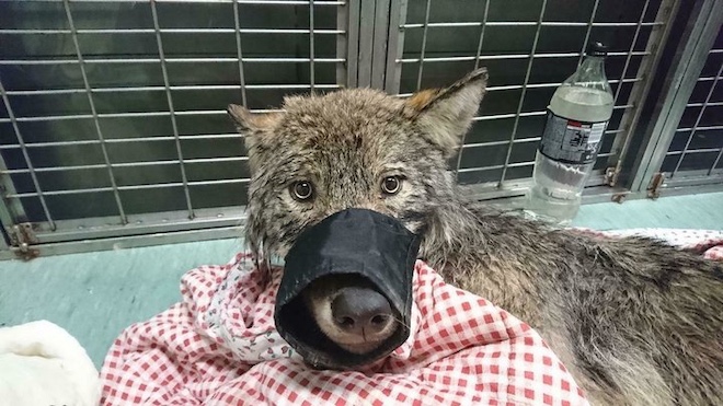 В Эстонии строители спасли собаку из реки, которая оказалась волком