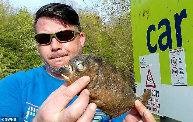Внезапно появившиеся пираньи в британском озере заметно снизили численность рыбы и уток