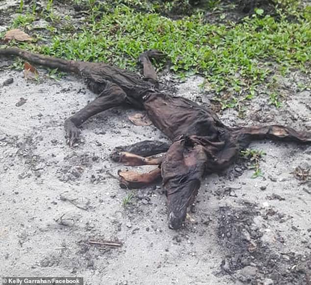 Во Флориде обнаружено тело странного существа