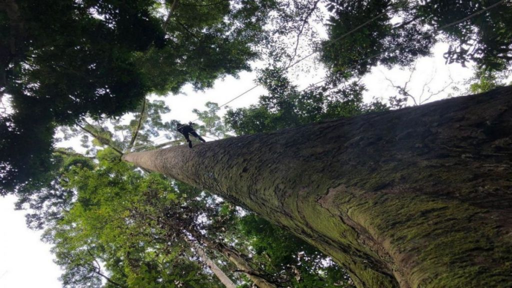 Почти 90 метров: ученые нашли гигантское дерево в Амазонии