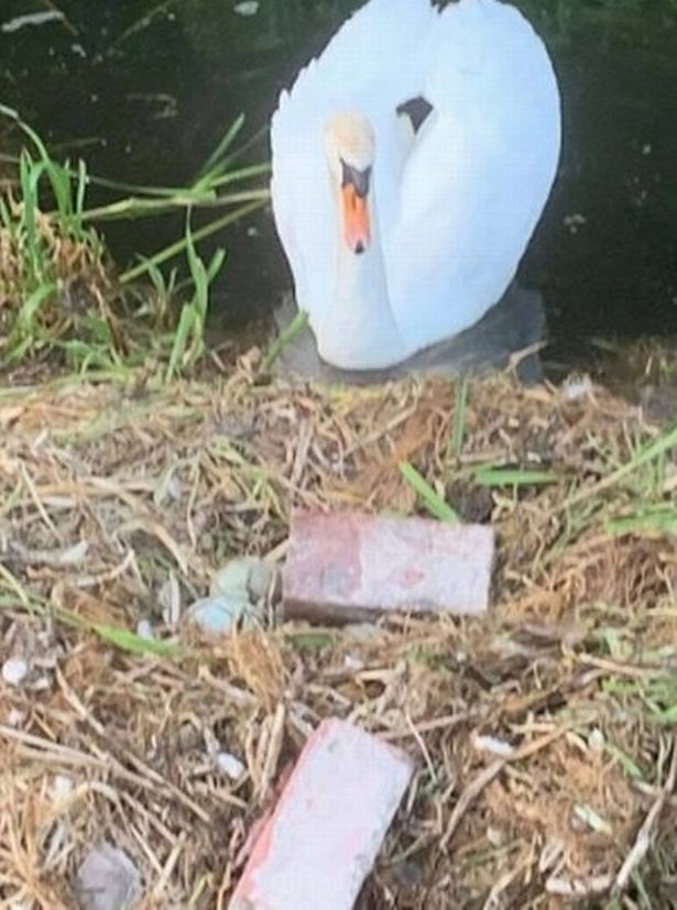 В Великобритании лебедь погибла от горя после того как ее яйца бессердечно разбили хулиганы