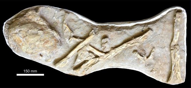 В частной коллекции была обнаружена окаменелость глубоководной рыбы возрастом 66 млн лет