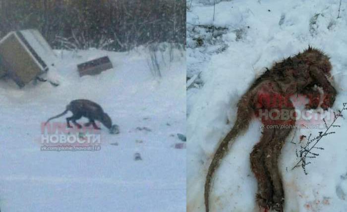 Чупакабра или гигантская мышь? В Воронежской области убили существо, которое губило домашнюю птицу и скот