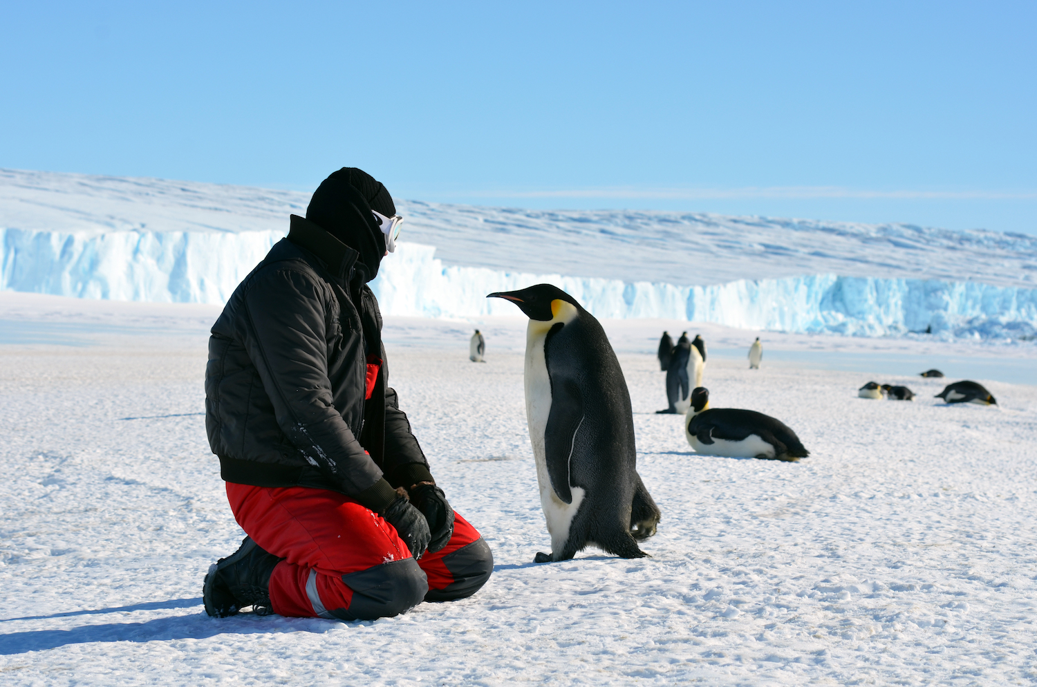 Почему медведи не охотятся на императорских пингвинов. Императорский Пингвин в Антарктиде. Арктика Антарктика Антарктида. Пингвин Амундсен. Южный полюс Антарктида.