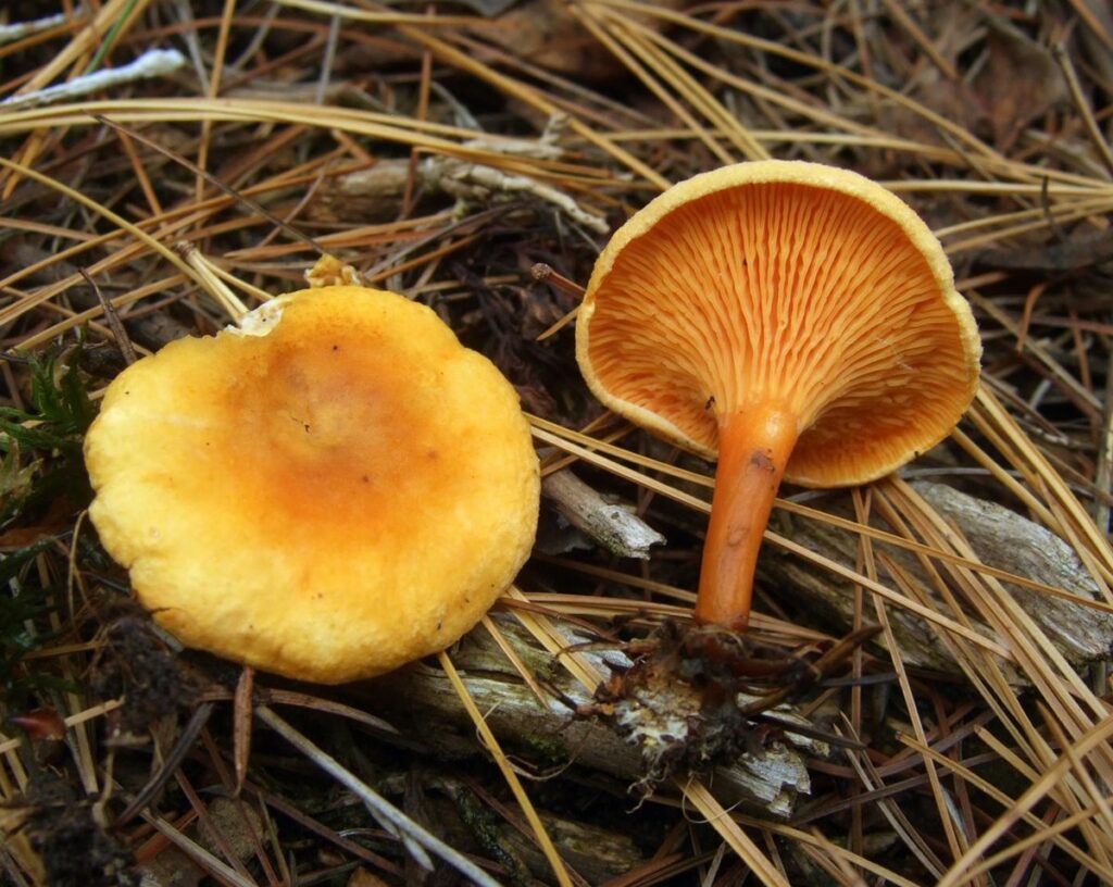 93% людей путают эти ядовитые грибы со съедобными: будьте осторожны