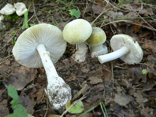 93% людей путают эти ядовитые грибы со съедобными: будьте осторожны