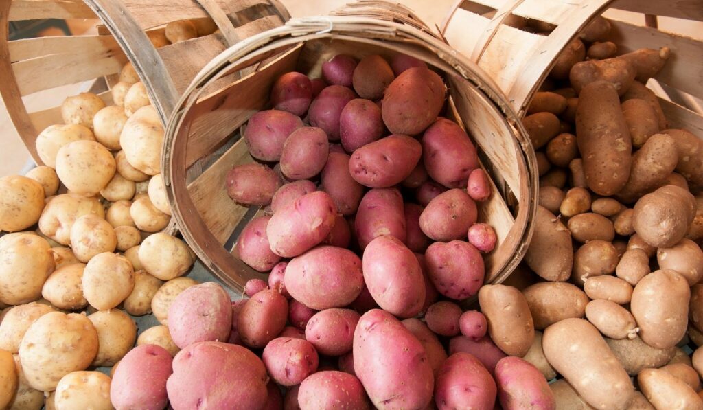 Отравитесь наверняка: какой картофель нельзя употреблять в пищу