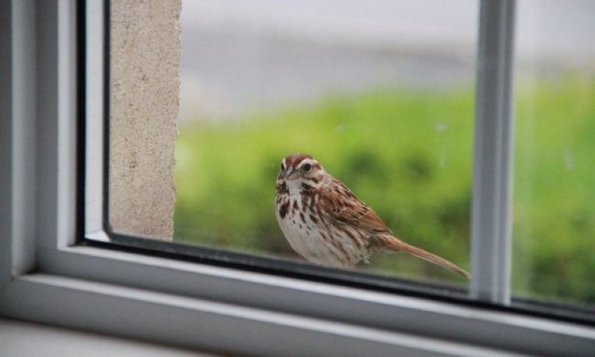 Не вздумайте игнорировать птиц и бабочек, что бьются в ваше окно