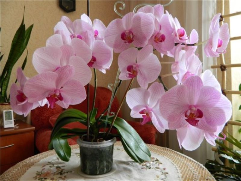 Правда ли что орхидея крадет радость из жизни