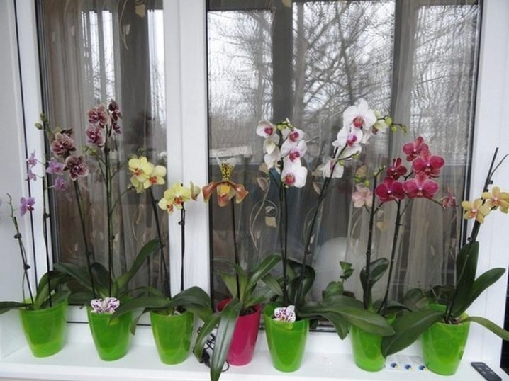 Правда ли что орхидея крадет радость из жизни